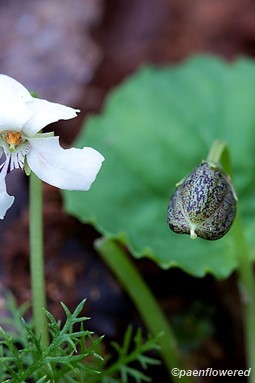 Flower and seedpod